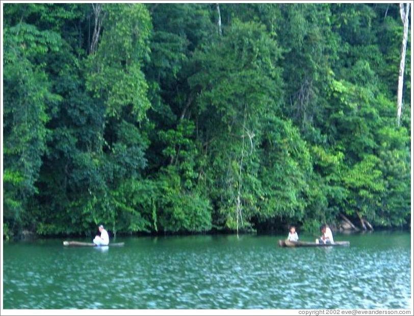 Canoes and vegetation.