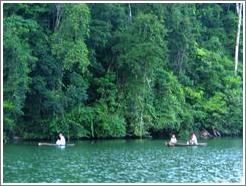 Canoes and vegetation.