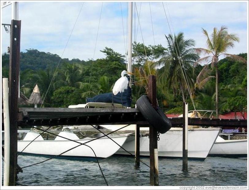 Dock with tern.