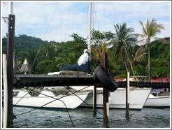 Dock with tern.