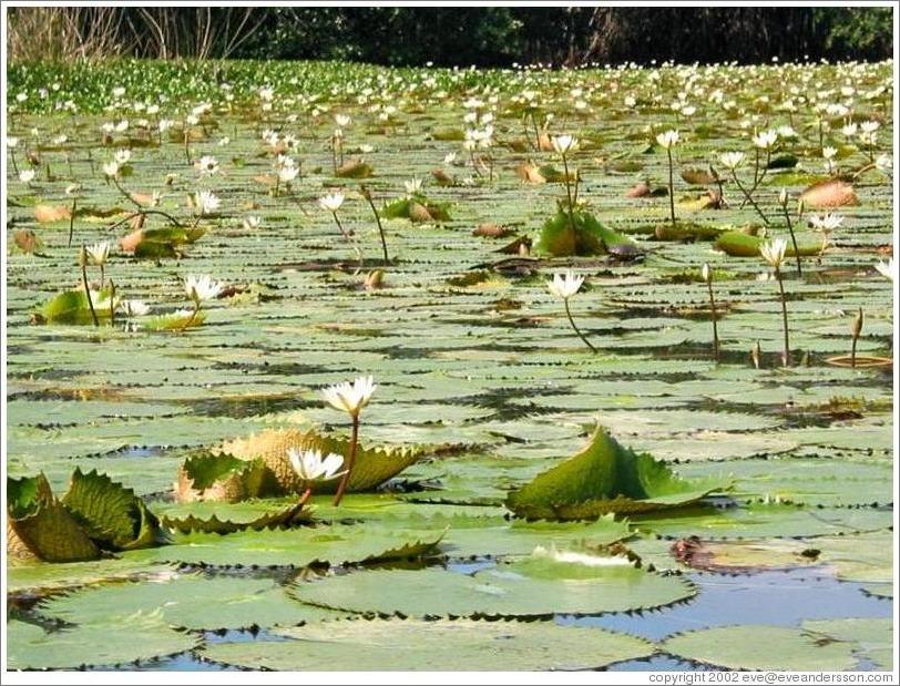 Lily pads.