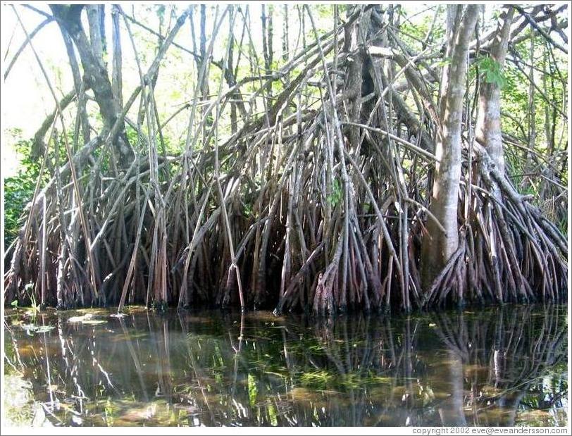 Mangroves.