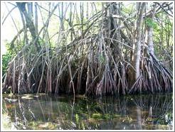 Mangroves.