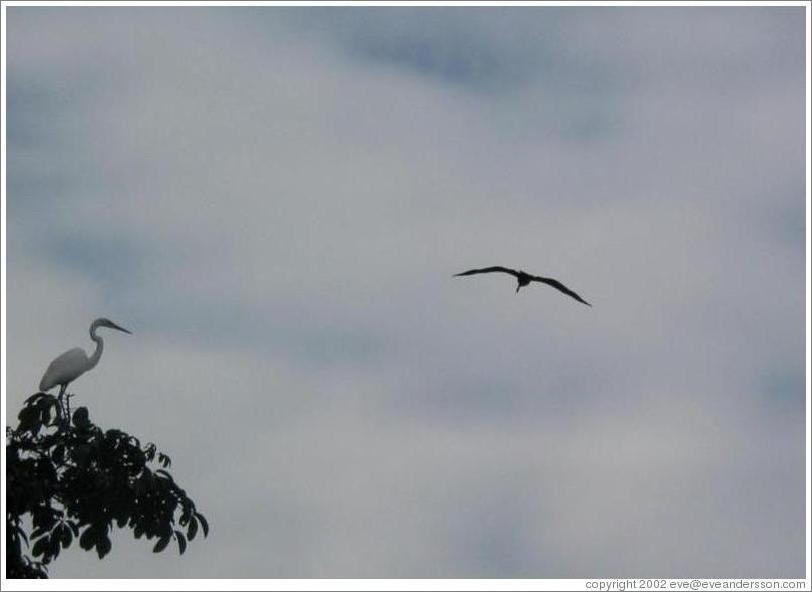 Tern and other bird.