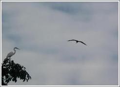 Tern and other bird.