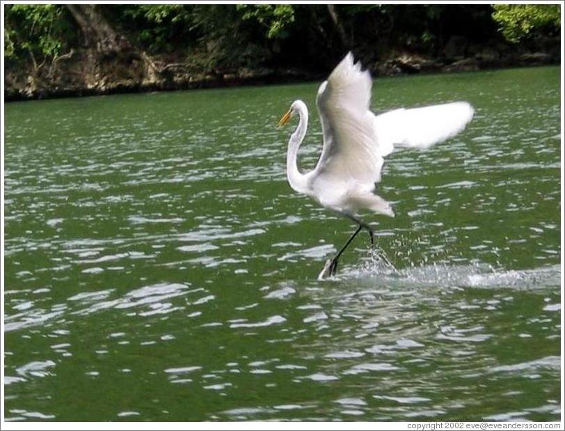 Tern landing on water.