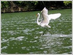 Tern landing on water.