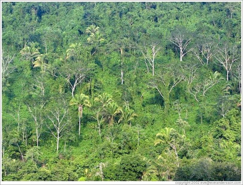 Trees growing from cliff on Rio Dulce.