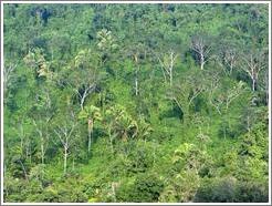 Trees growing from cliff on Rio Dulce.