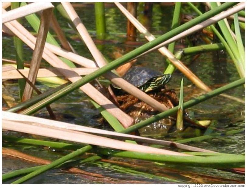 Turtle.