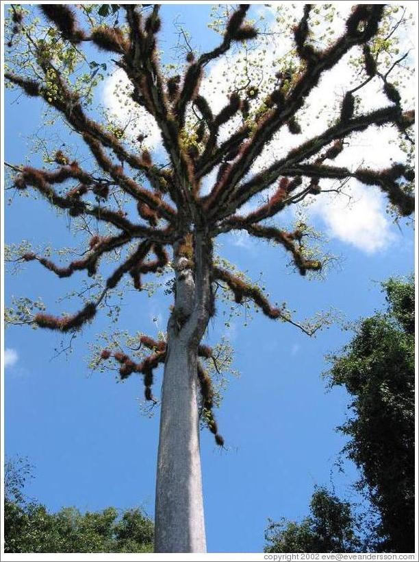 Tikal.  Ceiba tree, the national tree of Guatemala.