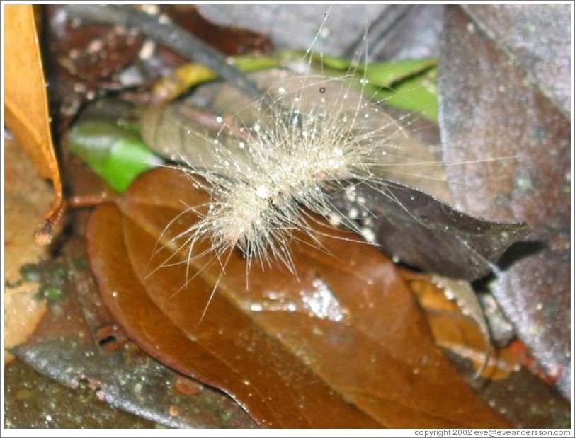 Tikal.  Furry Caterpillar.