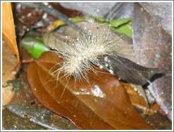 Tikal.  Furry Caterpillar.