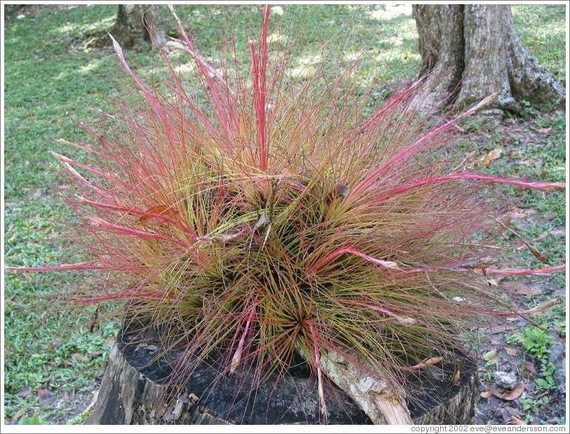 Tikal.  Fuzzy red and green plant, sitting on top of tree trunk, by Templo I.