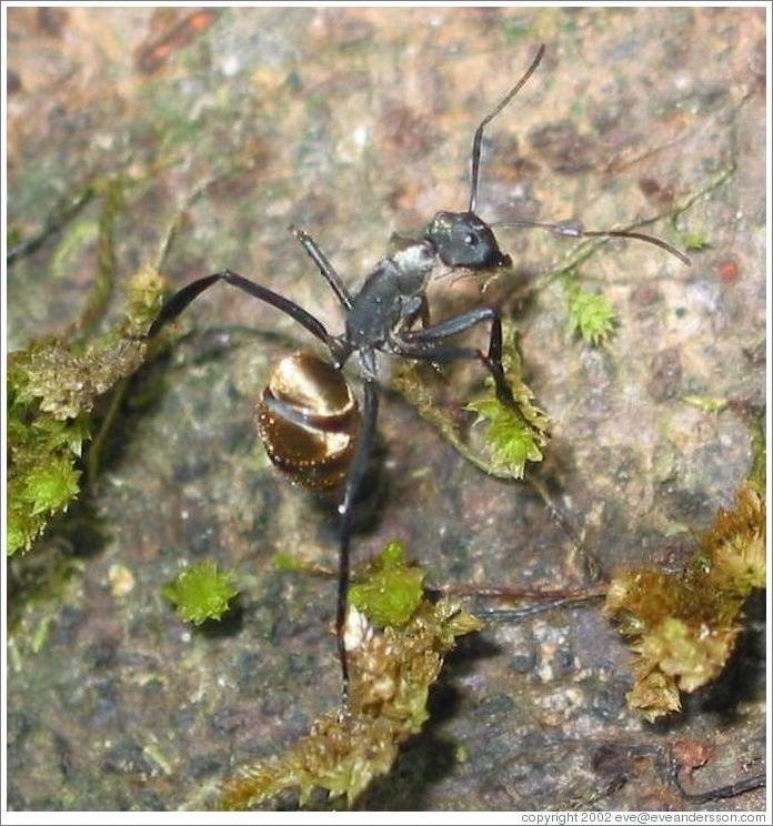 Tikal.  Golden insect.