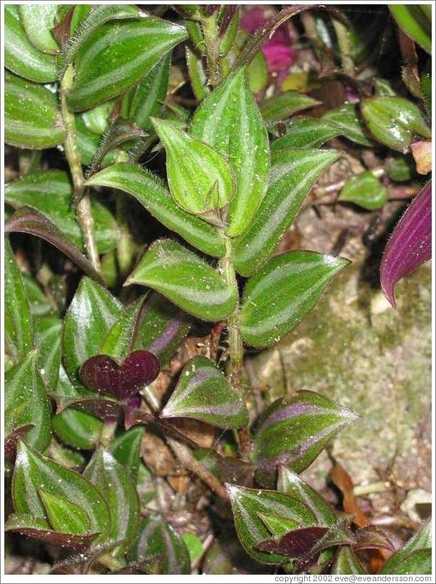 Tikal.  Green and violet leaves.