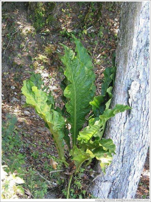 Tikal.  Plant with leaves like huge lettuce leaves.