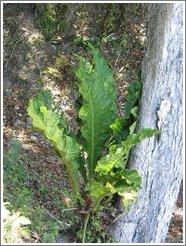 Tikal.  Plant with leaves like huge lettuce leaves.