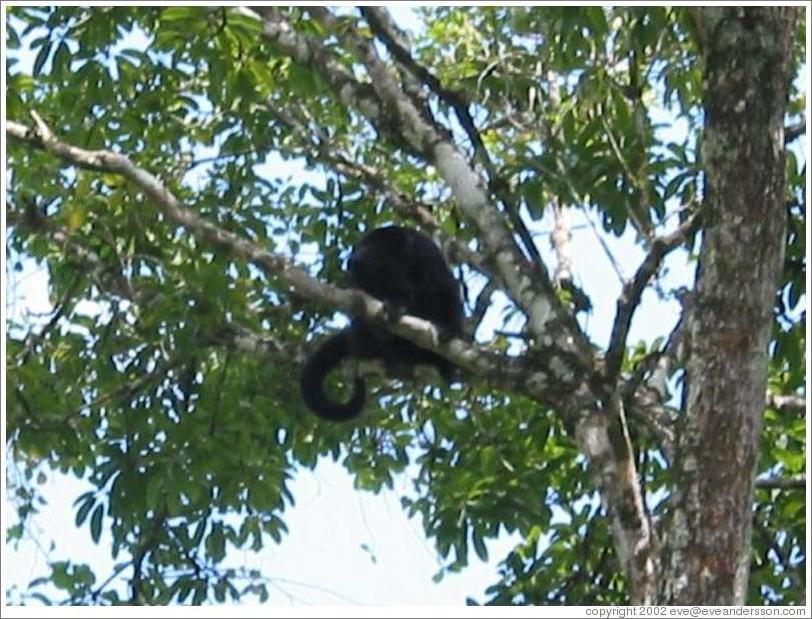 Tikal.  Howler monkey with cute tail.