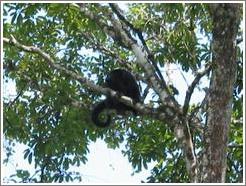 Tikal.  Howler monkey with cute tail.