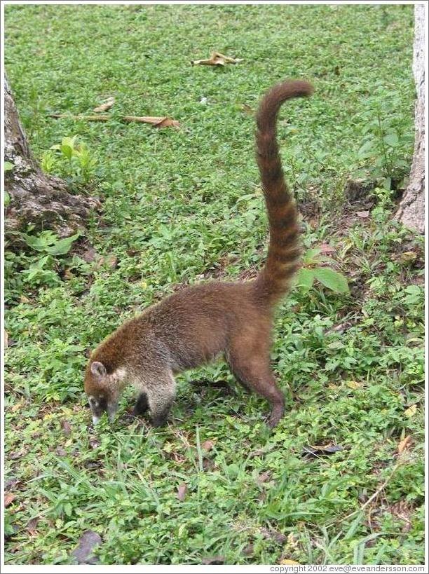 Pizote (coatamundi) eating.