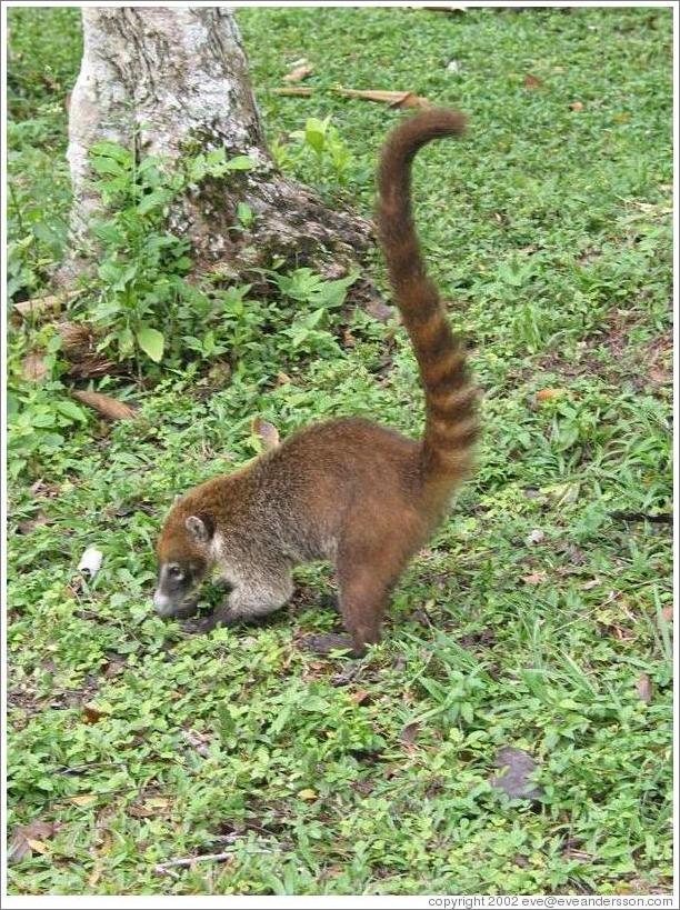 Pizote (coatamundi) eating.