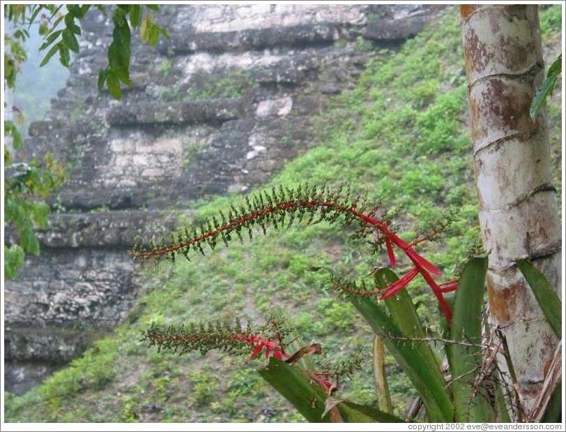 Tikal.  Tree with long, red flowers(??). Mundo Perdido.