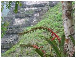 Tikal.  Tree with long, red flowers(??). Mundo Perdido.