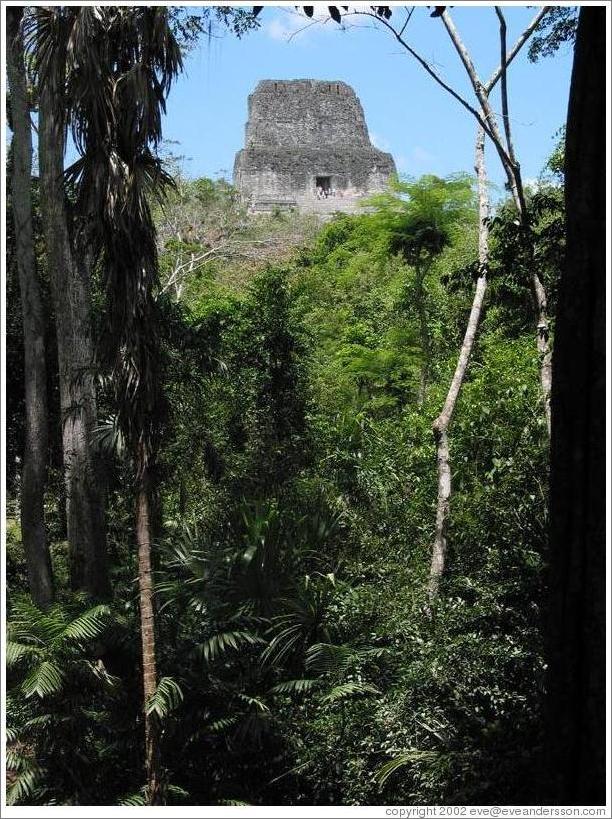 Tikal.  Templo IV.  Most of Templo IV is still covered by dirt and plants.  Only the top has been uncovered.