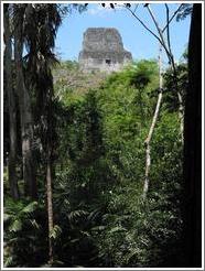 Tikal.  Templo IV.  Most of Templo IV is still covered by dirt and plants.  Only the top has been uncovered.