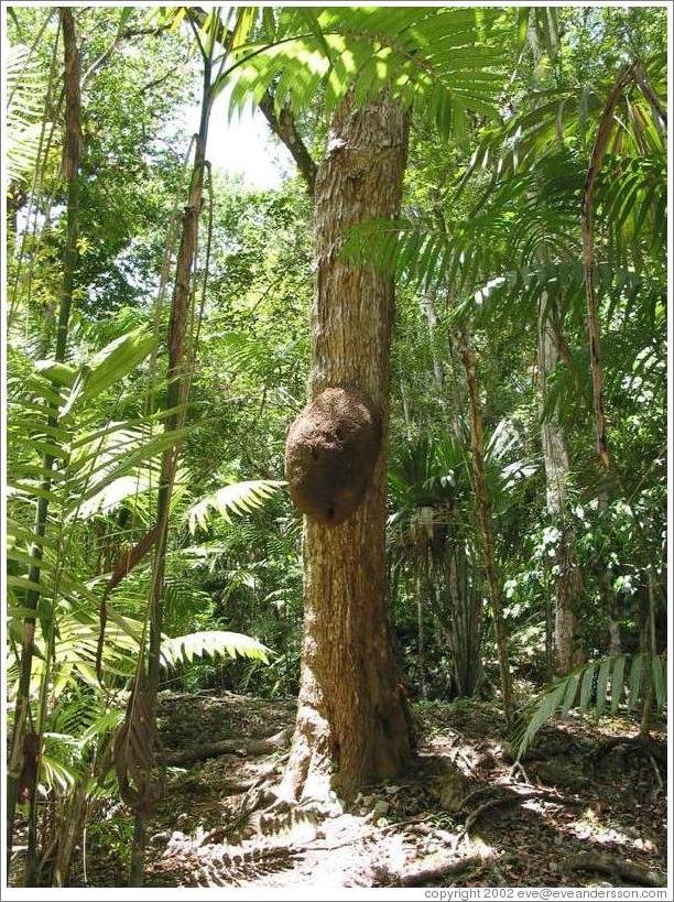 Termite nest.