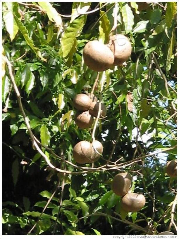 Tikal.  Tree with brown fruit(?).