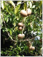 Tikal.  Tree with brown fruit(?).