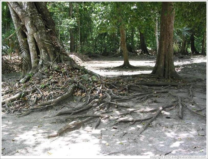 Tikal.  Because the Mayans created a stone platform on which they built the city of Tikal, all the tree roots grow above ground (can't get through the stone).