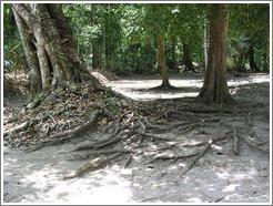 Tikal.  Because the Mayans created a stone platform on which they built the city of Tikal, all the tree roots grow above ground (can't get through the stone).