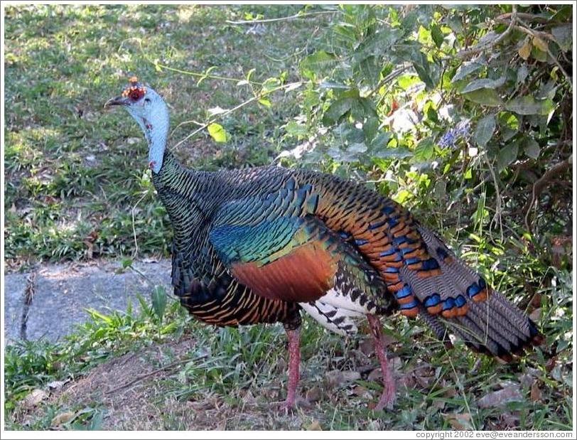 Tikal.  Wild turkey.