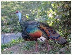 Tikal.  Wild turkey.