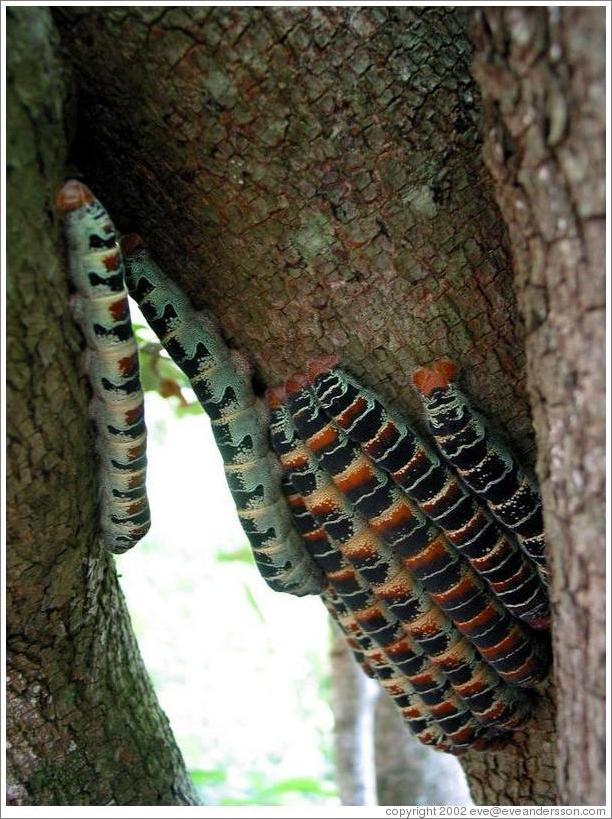 Very large caterpillars.  Each one is the size of a cigar.