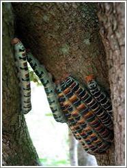 Very large caterpillars.  Each one is the size of a cigar.