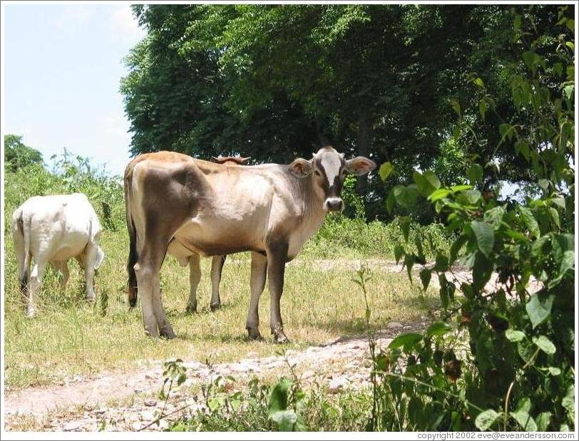 Cow looking at me.  Central American cows have cute ears that stick straight out.