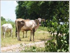 Cow looking at me.  Central American cows have cute ears that stick straight out.