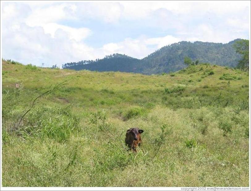Young cow looking at me.