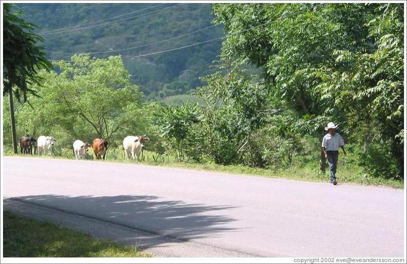 Cows following man on road.