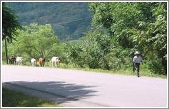 Cows following man on road.