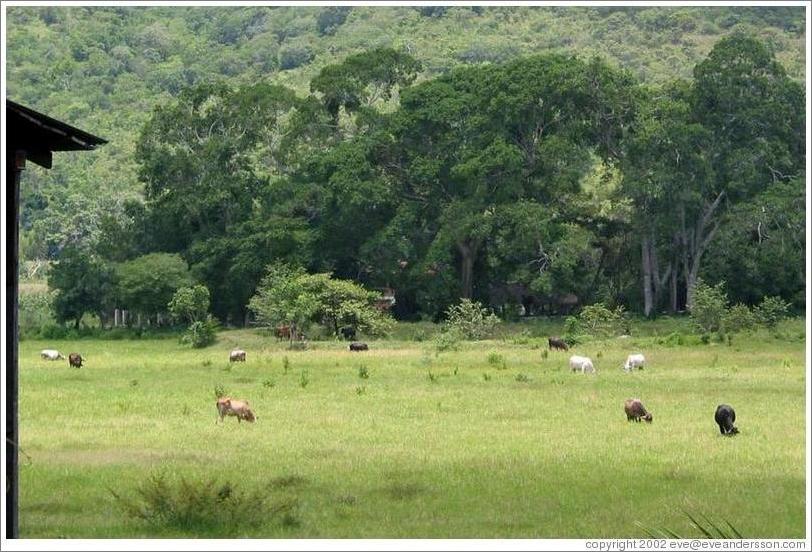 Cows in field.