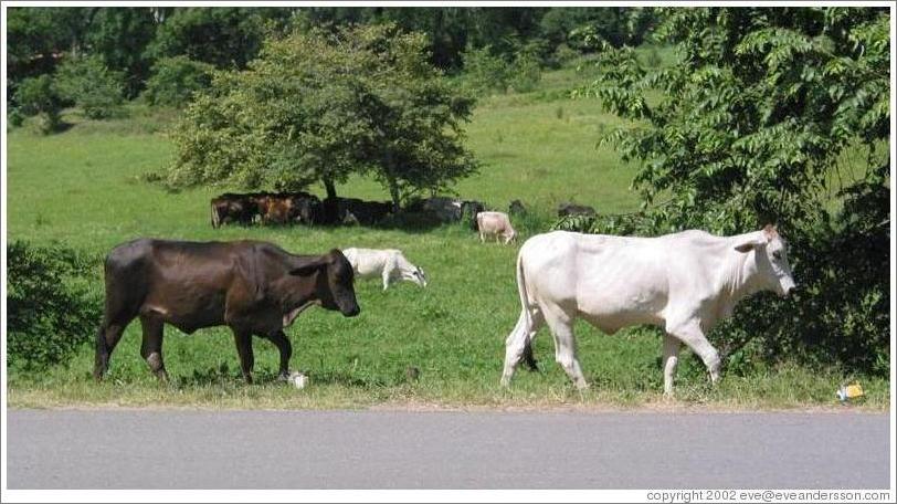 Two cows on road.