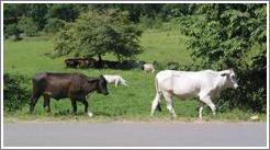 Two cows on road.