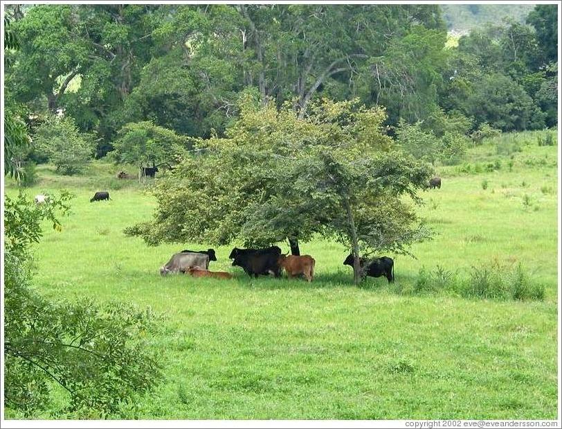 Cows under tree.
