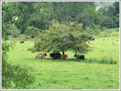 Cows under tree.