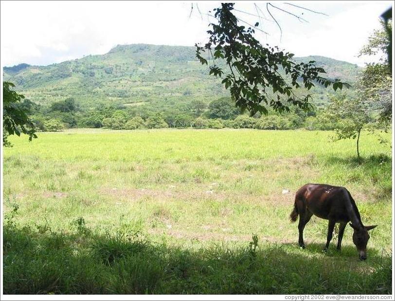 Horse.